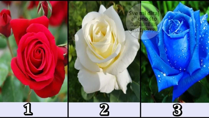 RUŽA ti donosi VAŽNE VIJESTI:Izaberi jednu ružu i saznaj šta će ti reći!