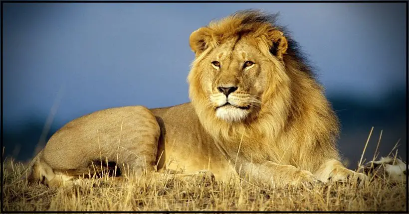 Osobe koje su rodjene u znaku lava su  ponosne,hrabre, prakticne i odgovorne!  One mogu mnogo toga!